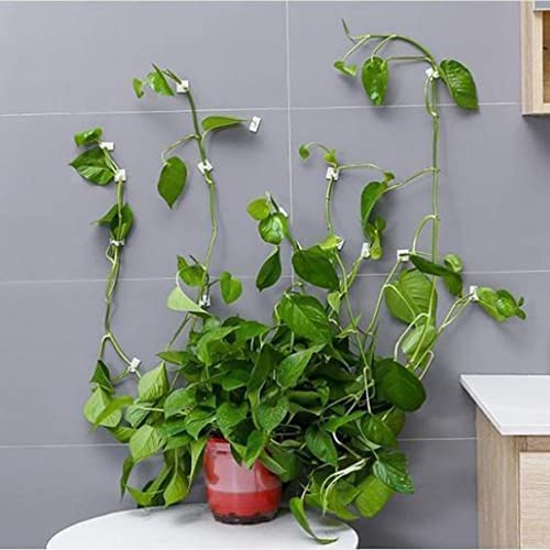 MAPPERZ Plant Climbing Wall Fixing Clip Hook/ Indoor Cable Tie Clip/ Self Adhesive Hook for Wires Cables Vine Branches Plant Climbing Support Clip , Set of 30