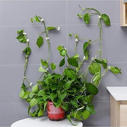 MAPPERZ Plant Climbing Wall Fixing Clip Hook/ Indoor Cable Tie Clip/ Self Adhesive Hook for Wires Cables Vine Branches Plant Climbing Support Clip , Set of 30